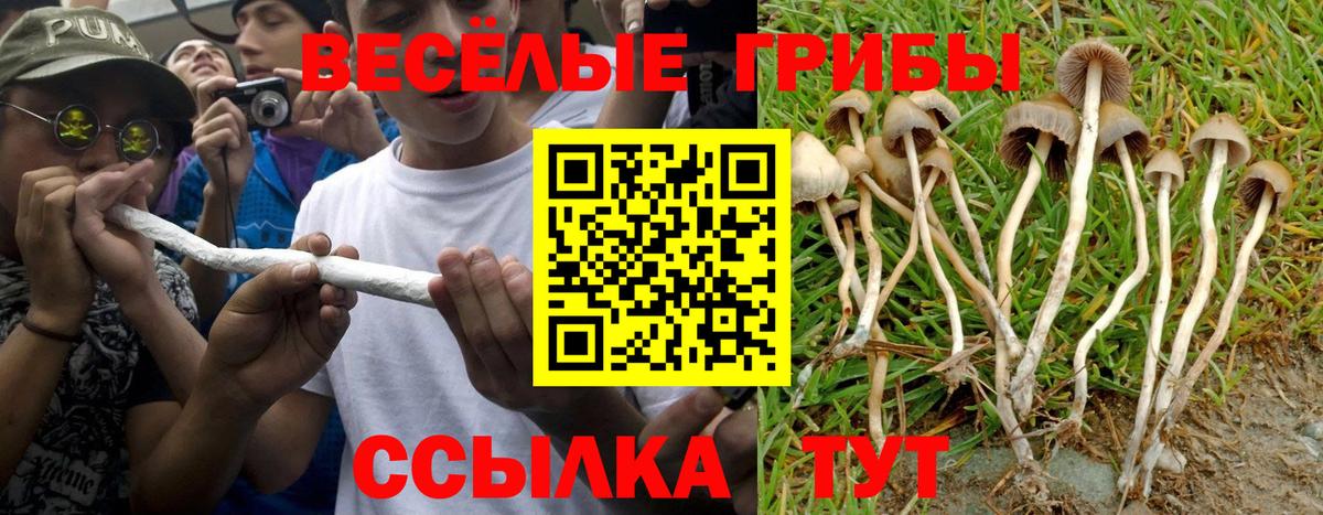 Псилоцибиновые грибы Psilocybine cubensis Спасск-Дальний